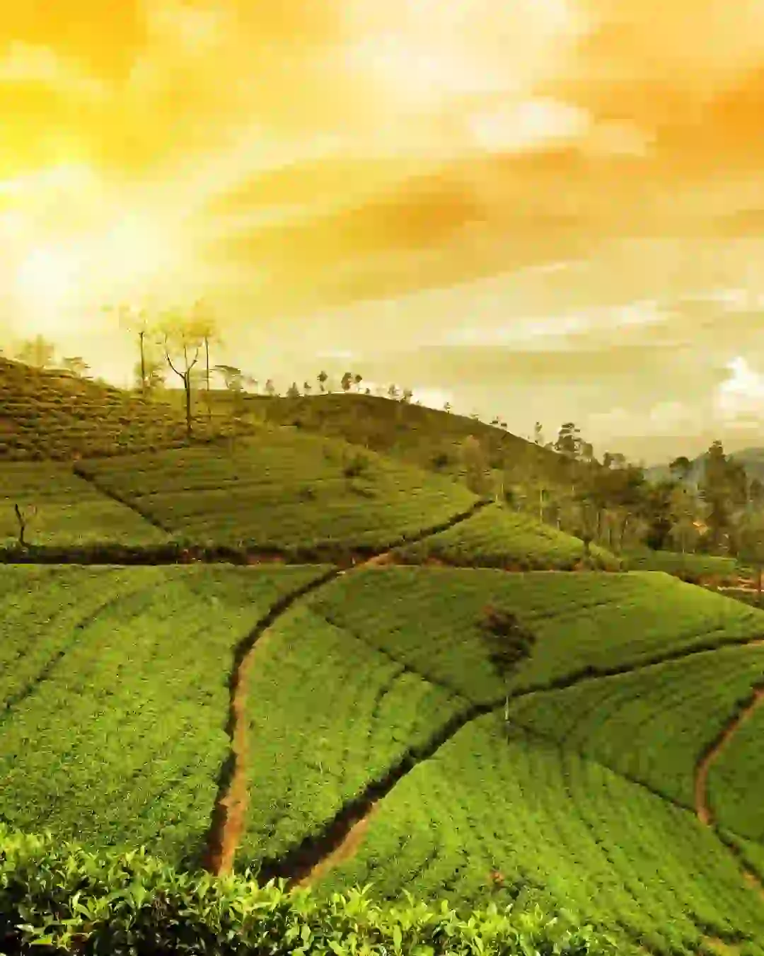 Munnar