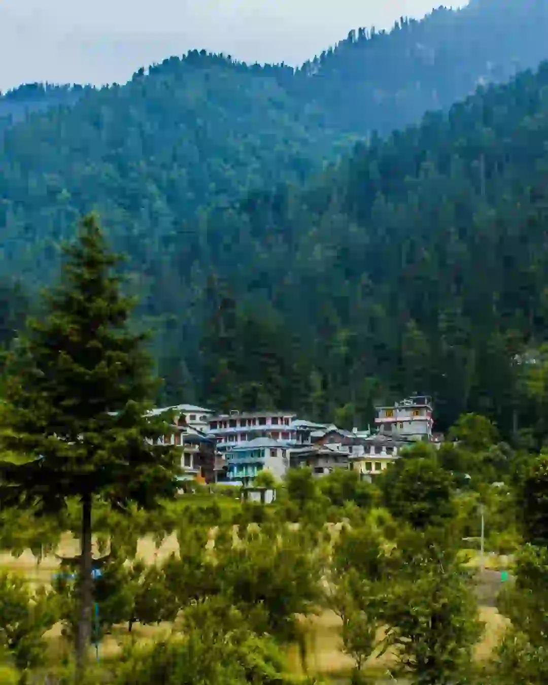 Jibhi